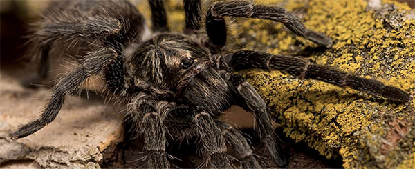 Baboon Spider Atlas