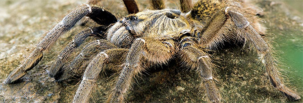 Babbon Spider Atlas