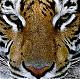 L'Avatar di Eye of the tiger