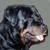 L'Avatar di Rottweiler