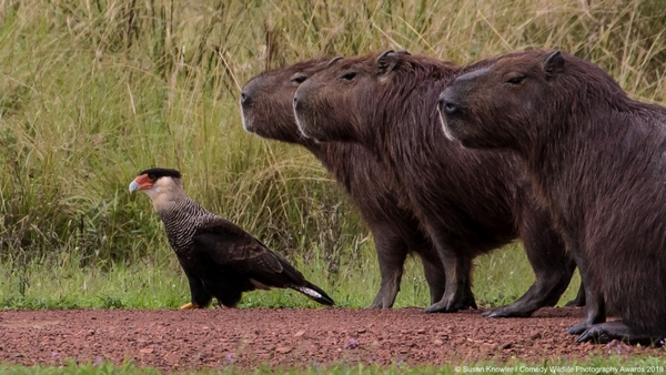 Comedy Wildlife Photography Awards 2019