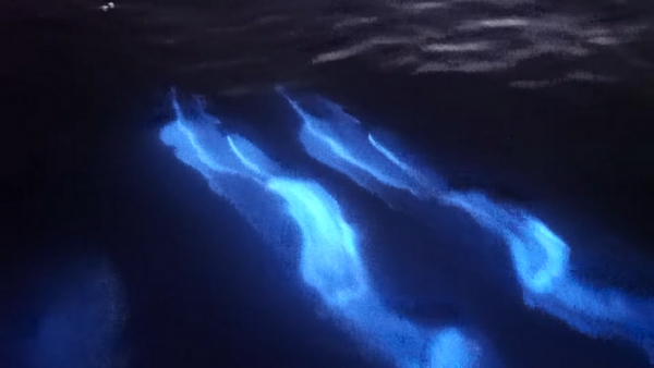 delfini bioluminescenza sony
