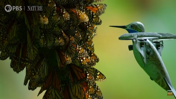 farfalle monarca drone colibrì